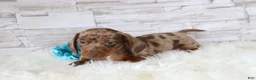 Dachshund dogs for sale: Oliver  - Ad 6
