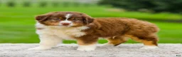 Miniature Australian Shepherd dogs for sale: Grant - Ad 3