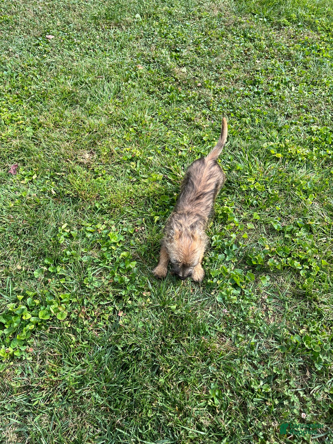 Cairn Terrier dogs for sale: Puddles - Ad 2