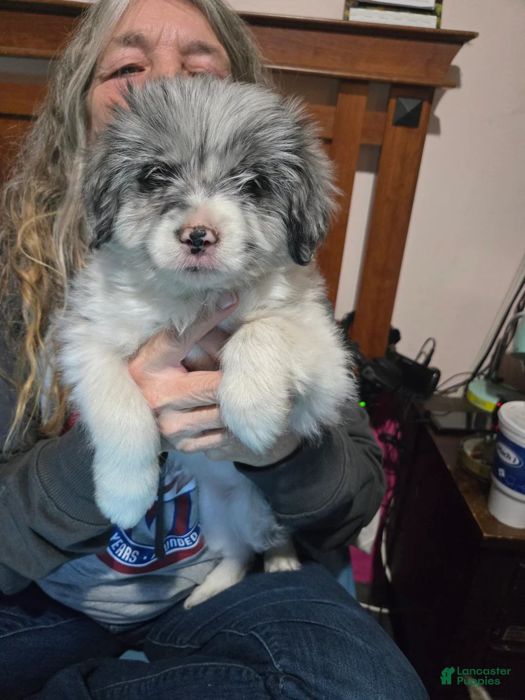 Mixed Breed dogs for sale: Mixed Breed Puppy 1 - Ad 2