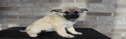Mixed Breed dogs for sale: Sadie Rose - Ad 6