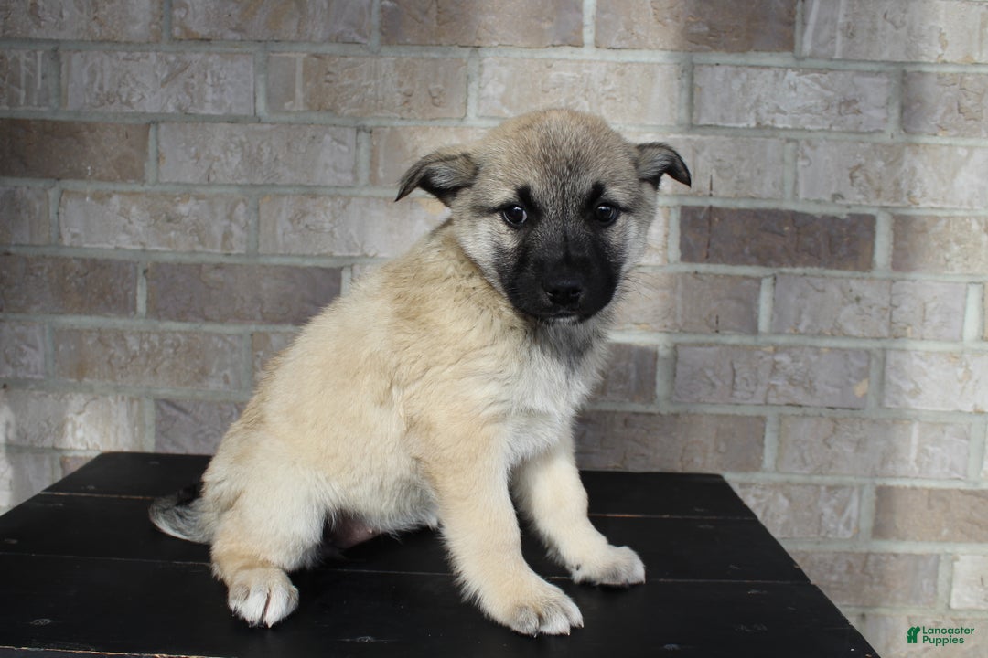 Mixed Breed dogs for sale: Sadie Rose - Ad 6