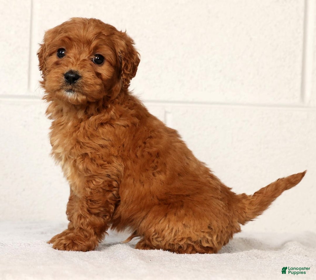 Mini Goldendoodle dogs for sale: Lonnie - Ad 6
