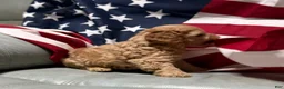 Cockapoo dogs for sale:  Lil Miss - Ad 4