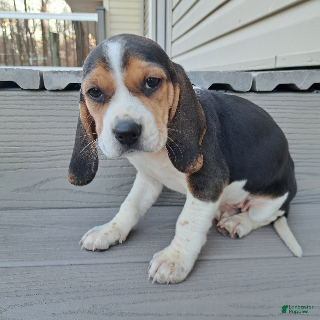 Beagle dogs for sale: JOSIE - Ad 3
