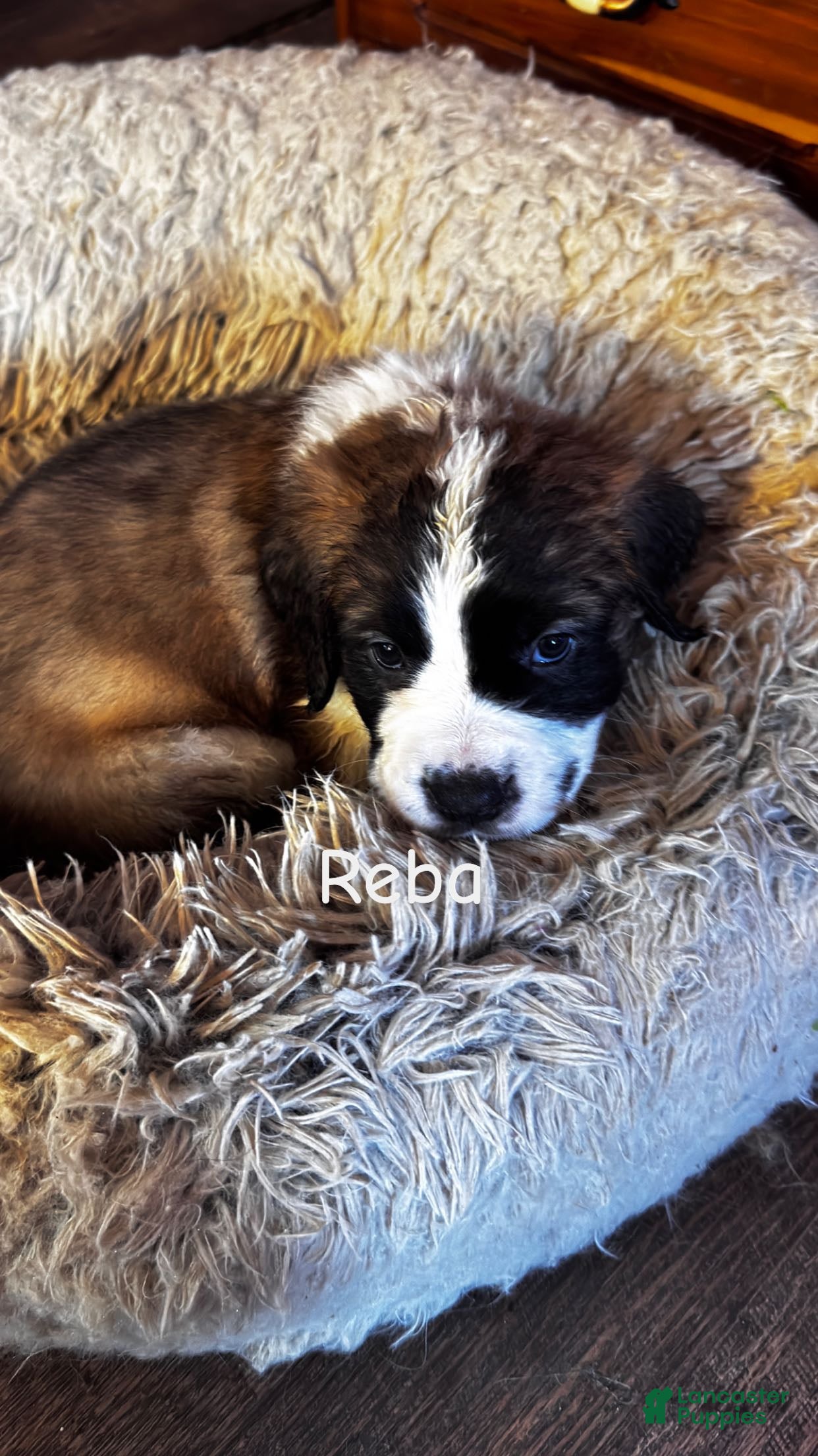 Saint Bernard dogs Reba - Ad 2