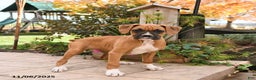 Boxer dogs for sale: Brenda - Ad 5