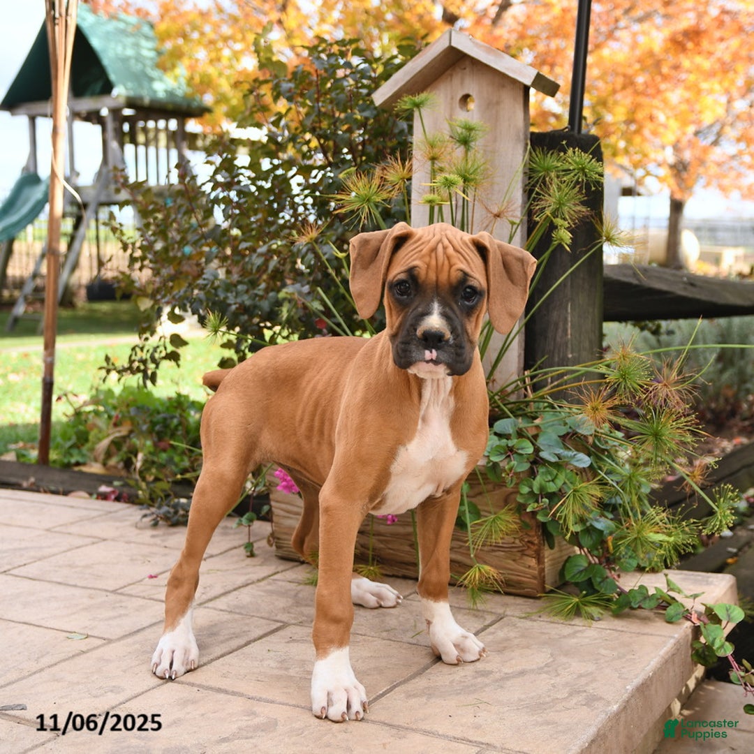 Boxer dogs for sale: Brenda - Ad 5