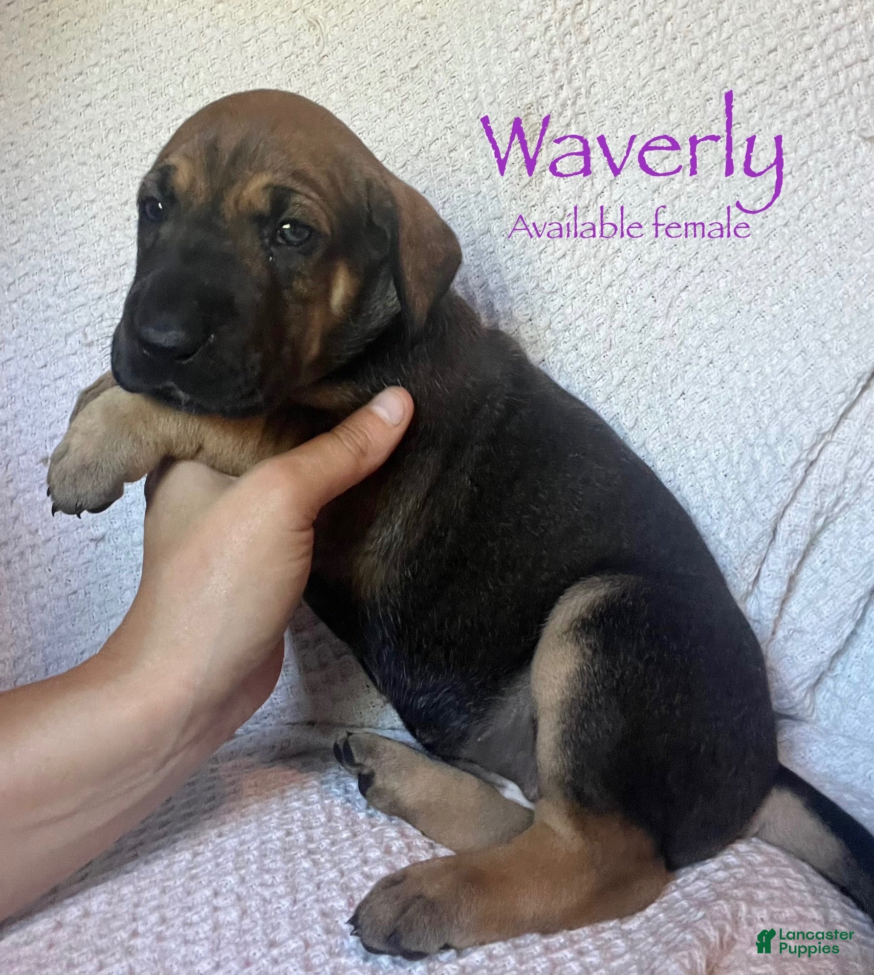 Great Dane dogs Waverly - Ad 39