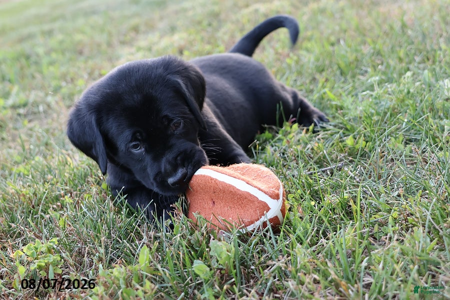 Goldador dogs Bronco - Ad 2