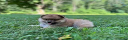 Pomeranian dogs for sale: Teddy - Ad 5