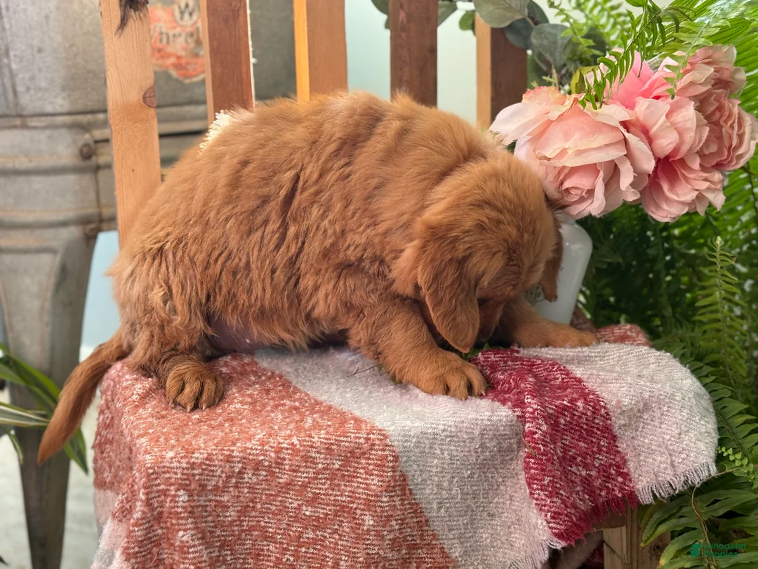 Golden Retriever dogs for sale: Ruby - Ad 2