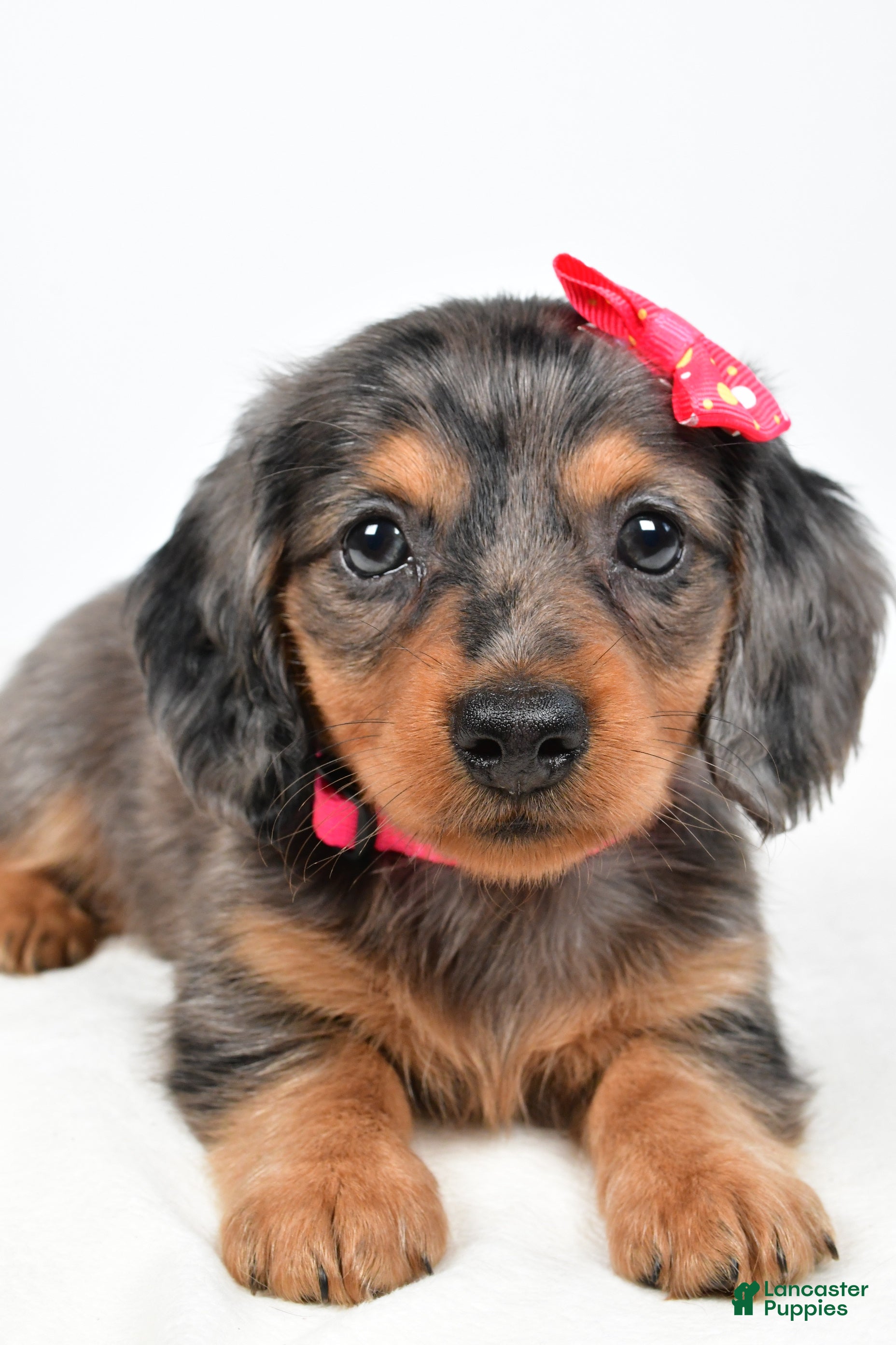 Miniature Dachshund dogs Hope - Ad 2