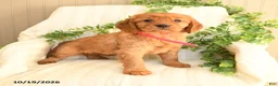 Miniature Golden Retriever dogs for sale: Marcie - Ad 1