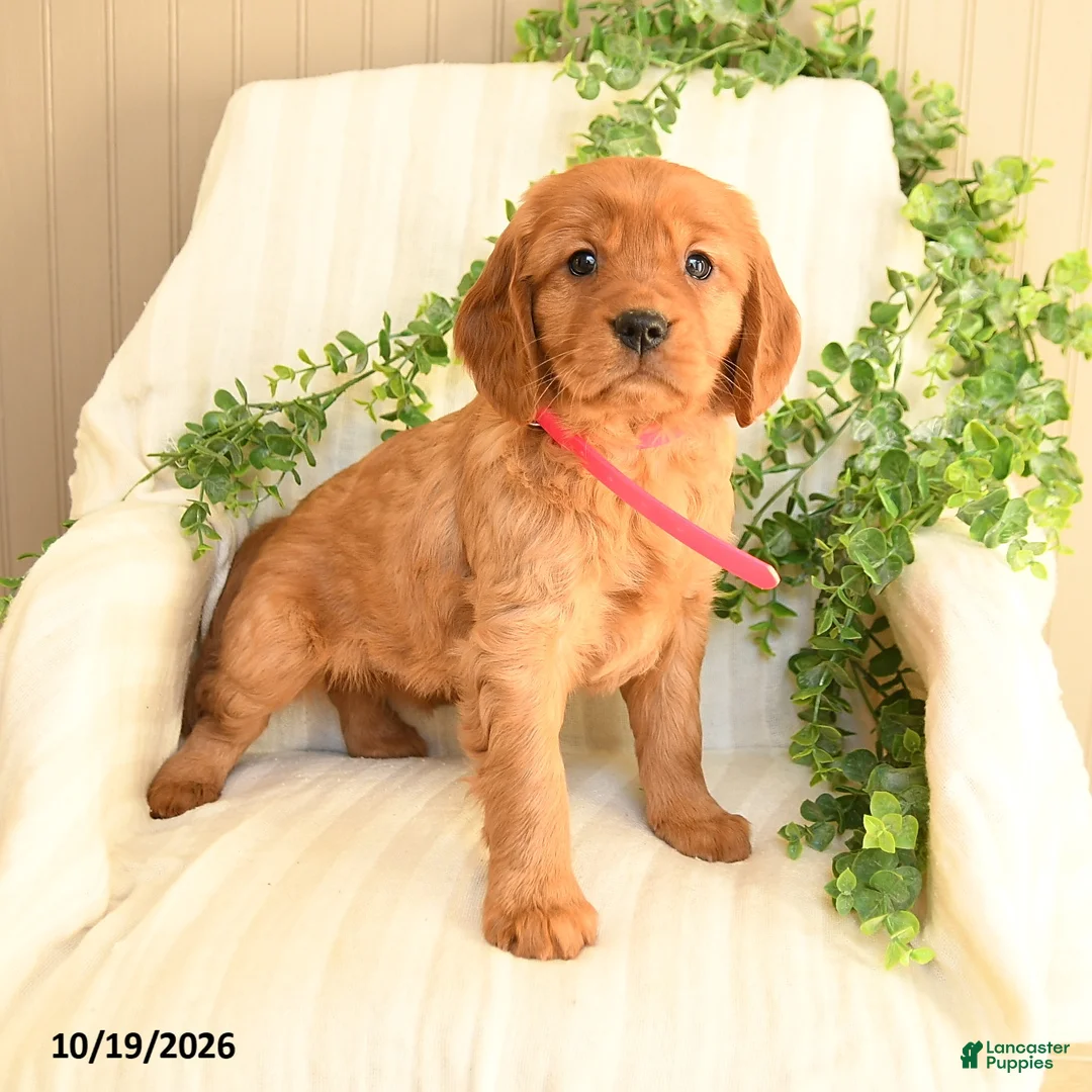 Miniature Golden Retriever dogs for sale: Marcie - Ad 1