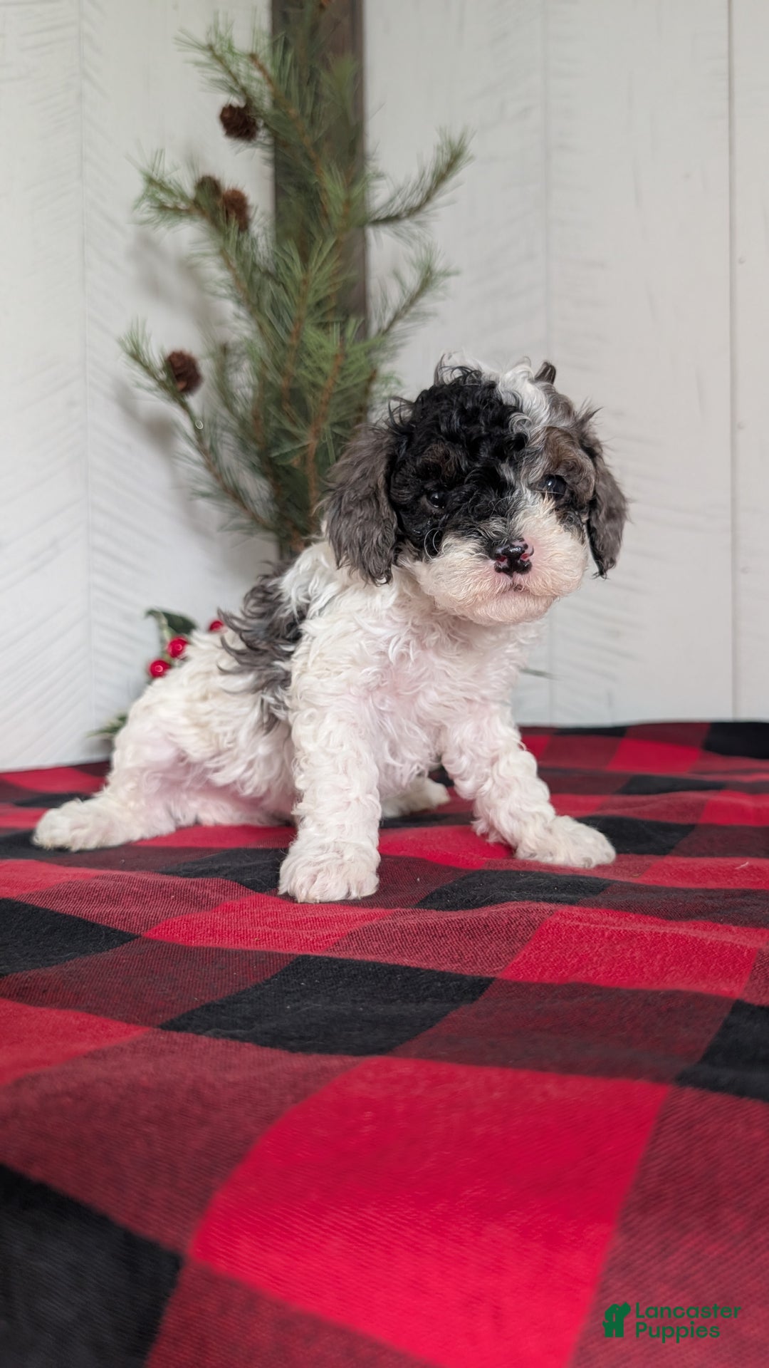 Cockapoo dogs for sale: Saint - Ad 5