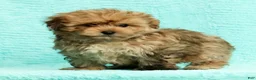 Pomapoo dogs for sale: Gavin - Ad 5