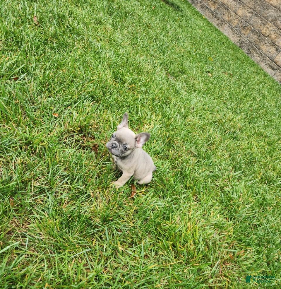French Bulldog dogs Atlee - Ad 2