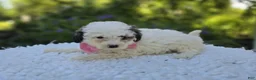 Miniature Poodle dogs for sale: Darcy - Ad 6