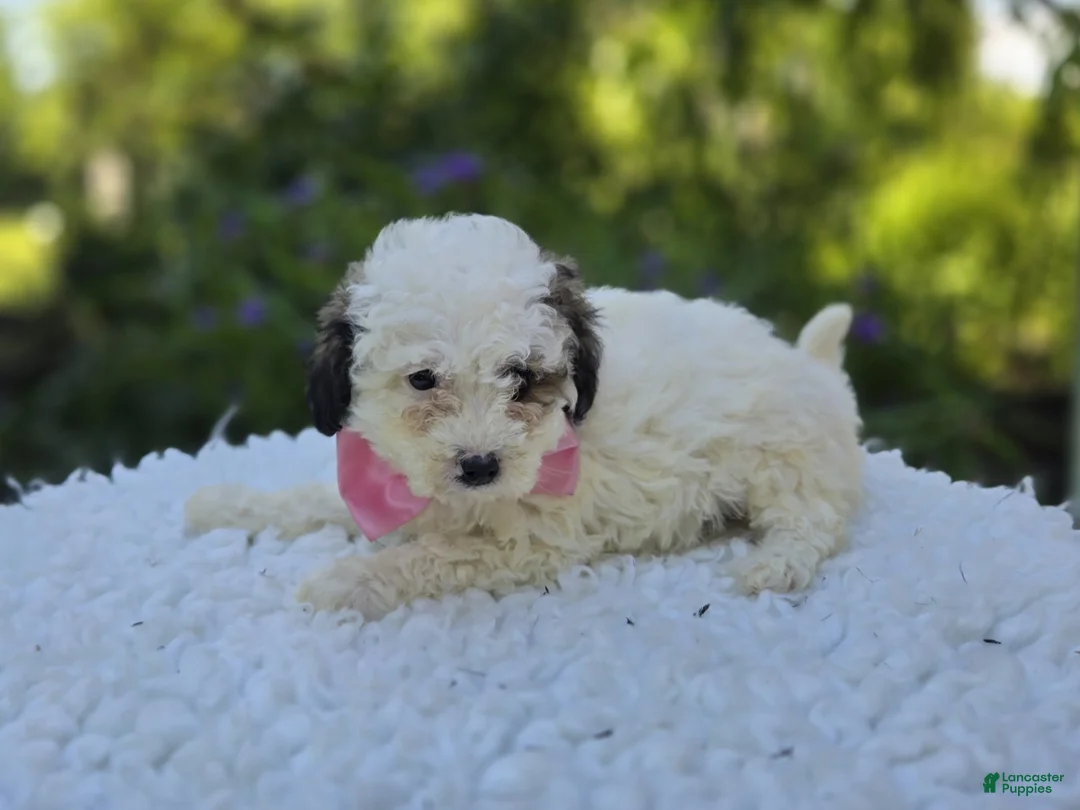 Miniature Poodle dogs for sale: Darcy - Ad 6