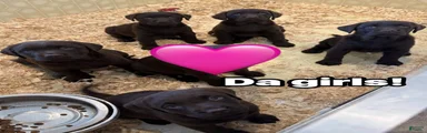 Labrador Retriever 6