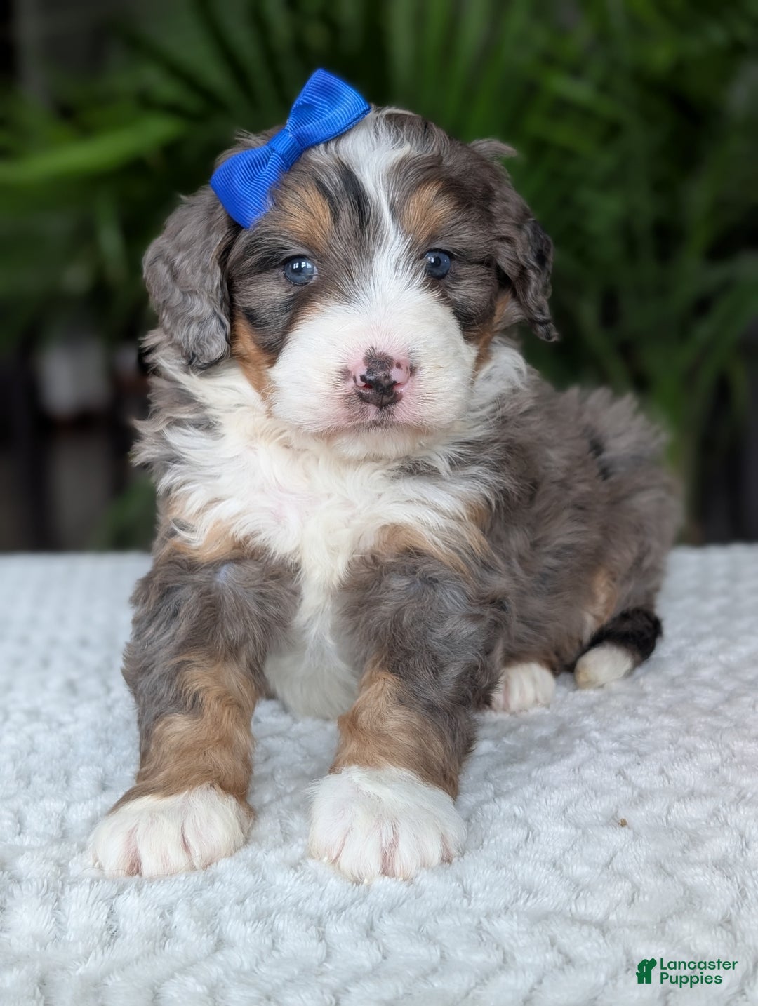 Mini Bernedoodle dogs for sale: Mini Riley  - Ad 7