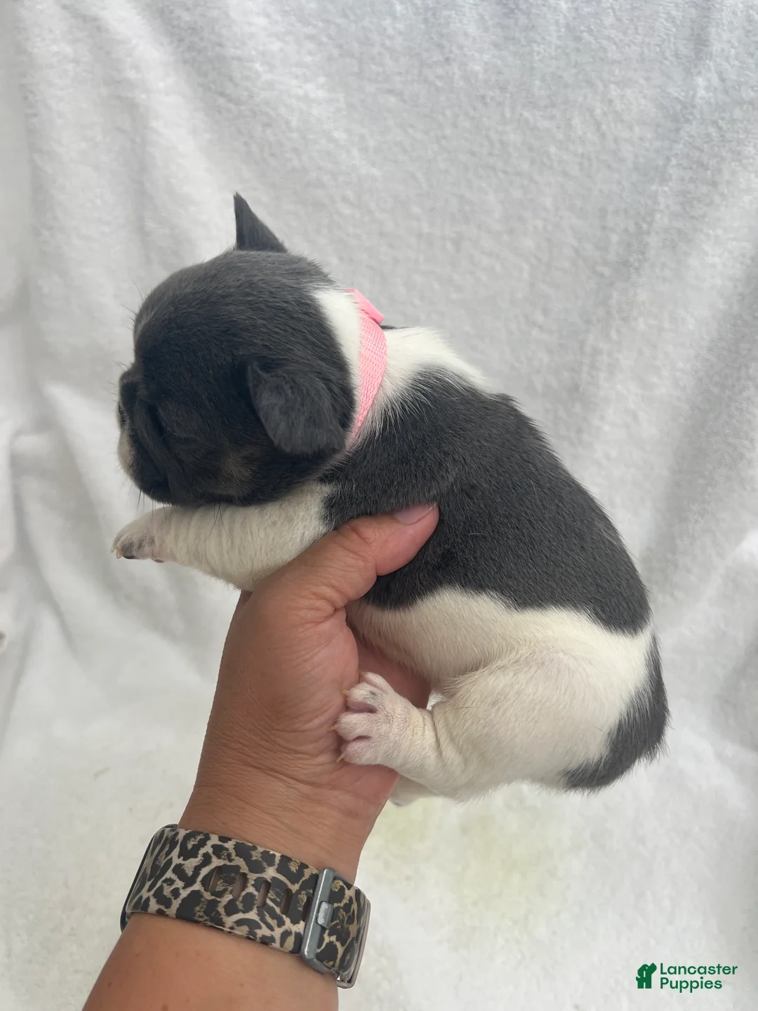 French Bulldog dogs for sale: French Bulldog - Gray/White - Ad 2