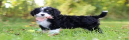 Mini Bernedoodle dogs for sale: Martha🎀 - Ad 4