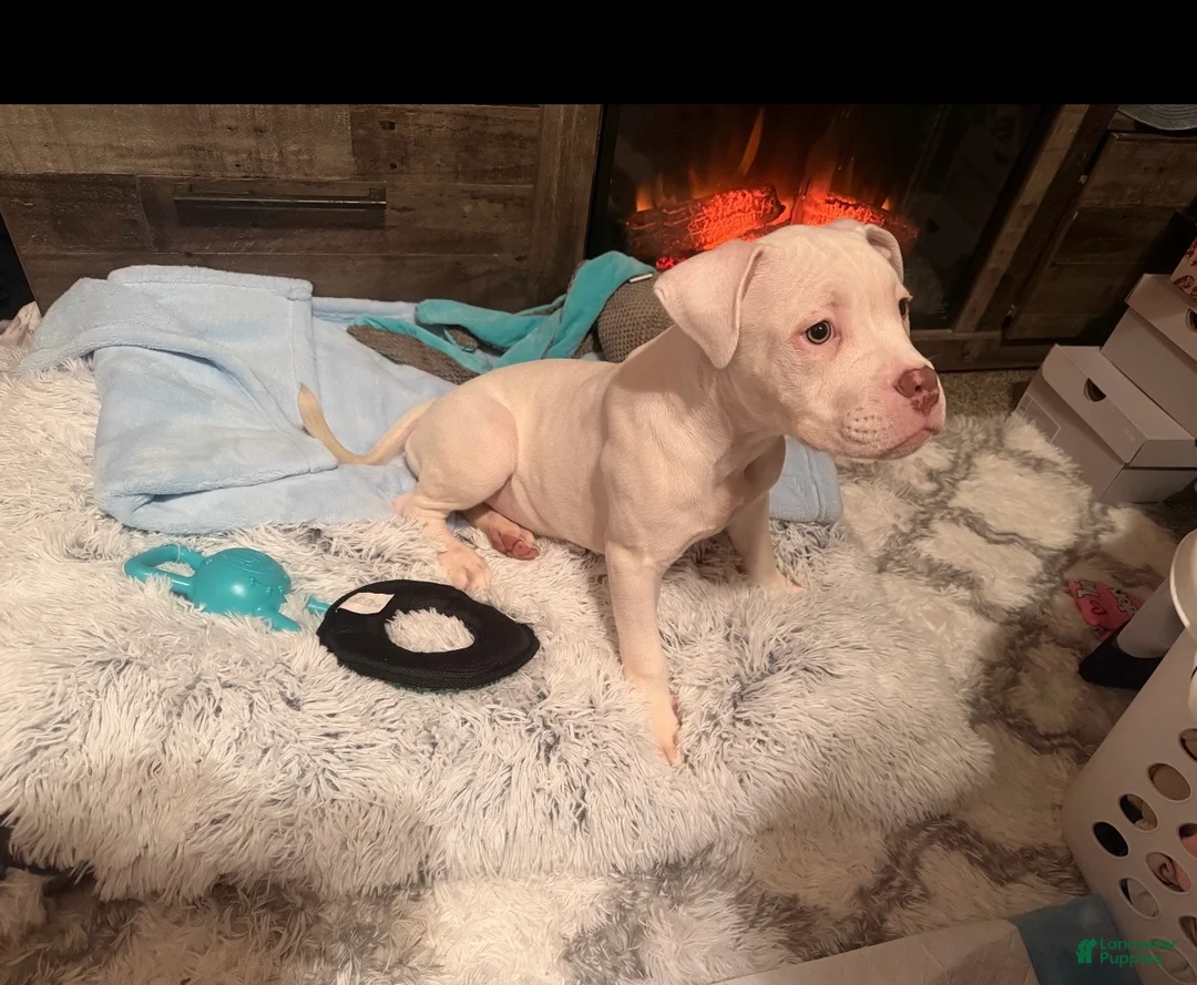 Mixed Breed dogs for sale: Mixed Breed Puppy 1 - Ad 2