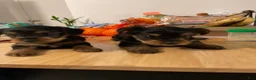 Yorkiepoo dogs for sale: Yorkiepoo Puppy 2 - Ad 2