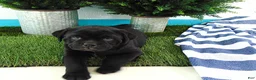 Mixed Breed dogs for sale: Sandra - Ad 4