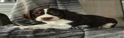 English Springer Spaniel dogs for sale: Shelby - Ad 3