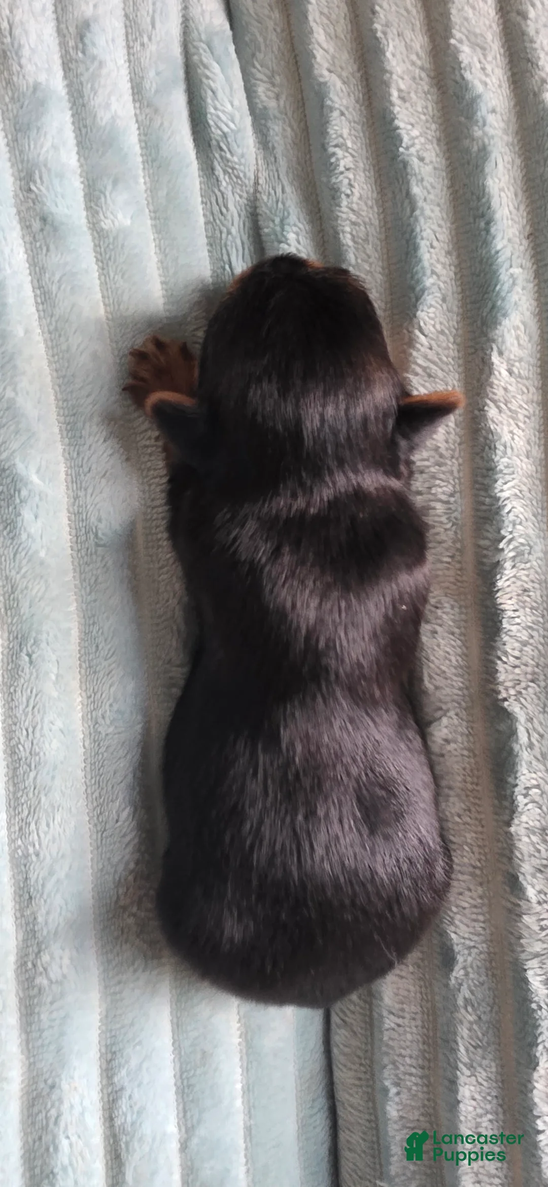 Yorkshire Terrier dogs for sale: Ross - Ad 2