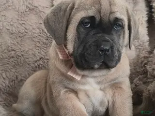 Cane Corso dogs Camile - Ad 5