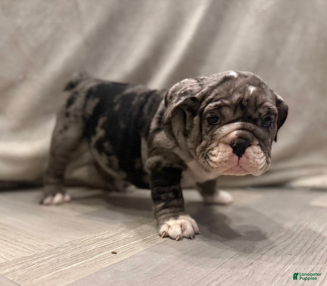 English Bulldog dogs for sale: Twinkle - Ad 4