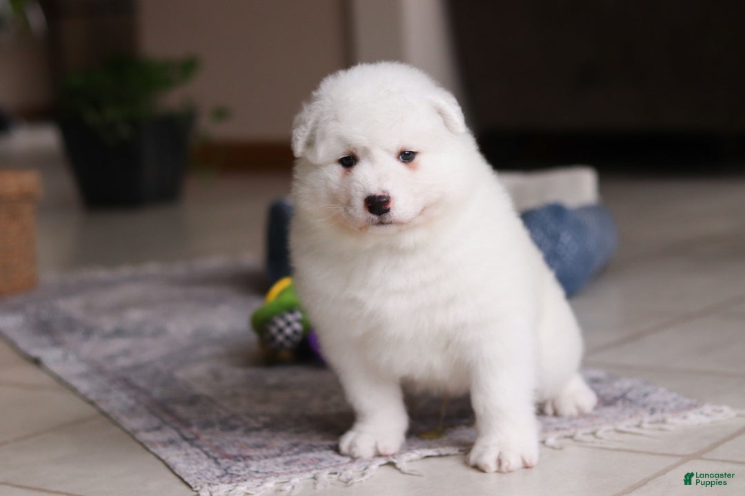 Samoyed dogs for sale: Alvin - Ad 14