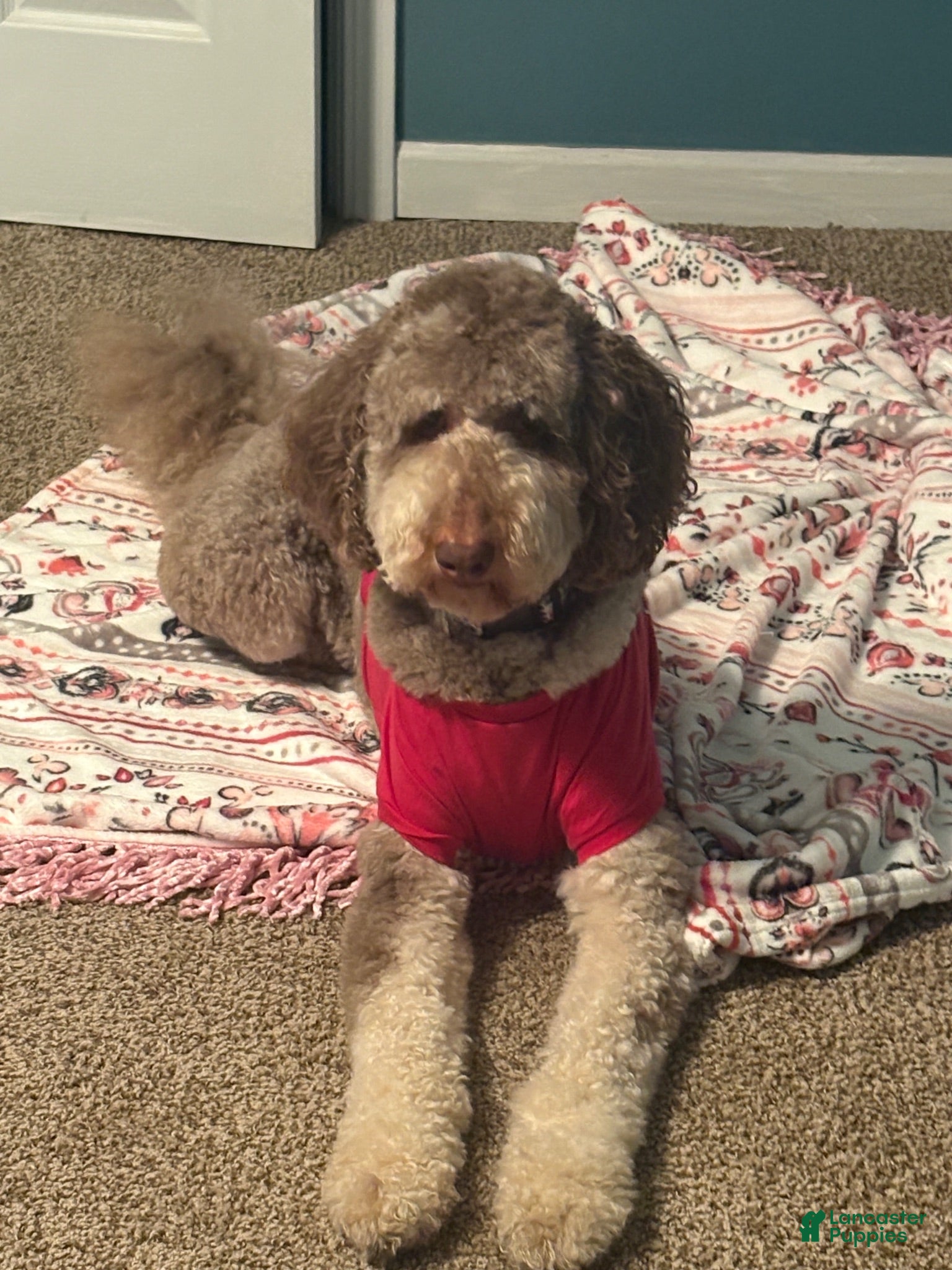 Labradoodle dogs Labradoodle 1 - Ad 31
