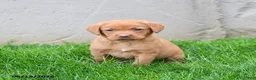 Labrador Retriever dogs for sale: Elsie - Ad 2