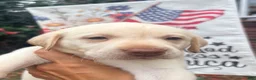 Labrador Retriever dogs for sale: Oliver  - Ad 4