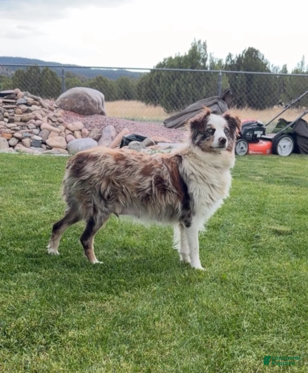 Australian Shepherd dogs for sale: Dixie Red Merle - Ad 5