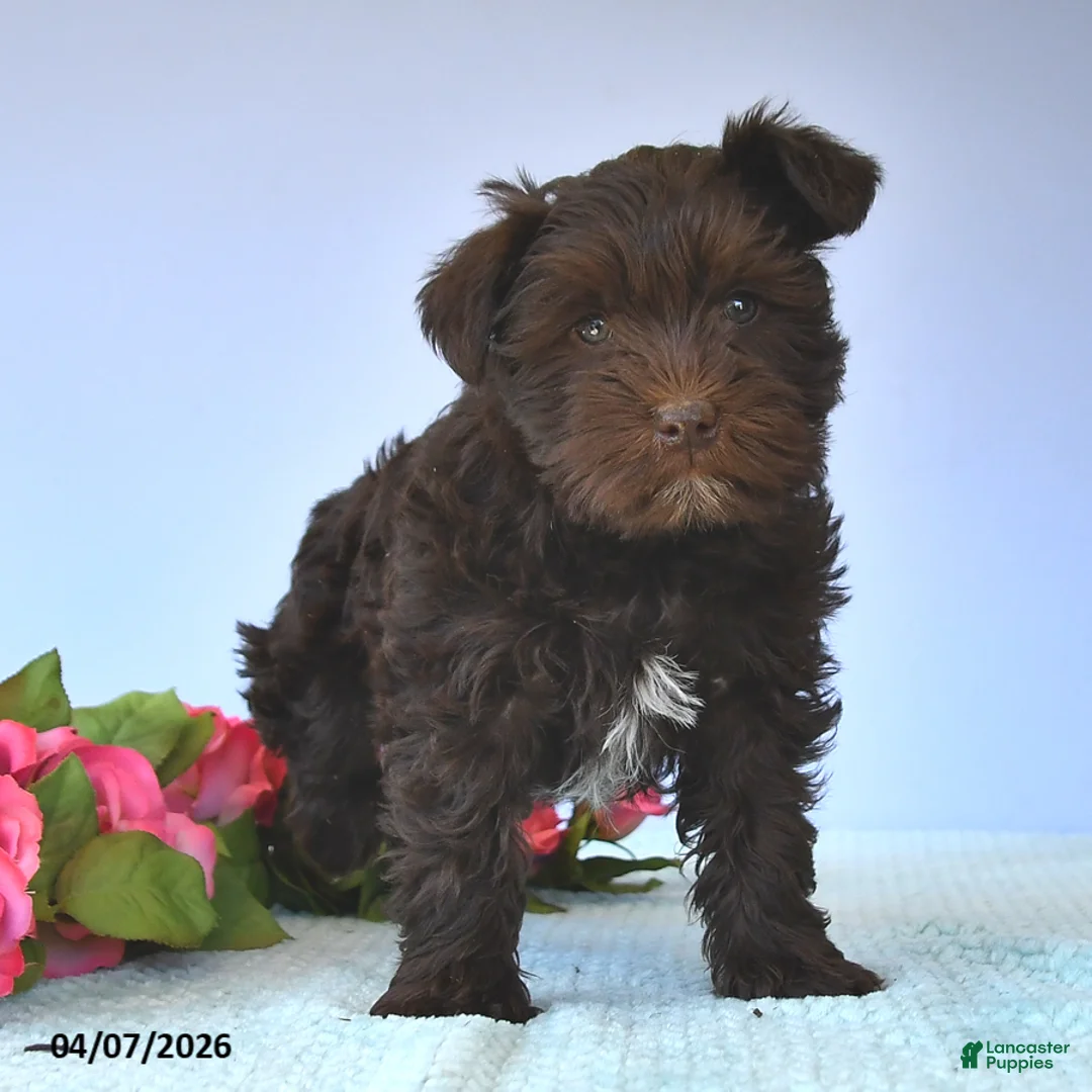 Miniature Schnauzer dogs for sale: Lily - Ad 2