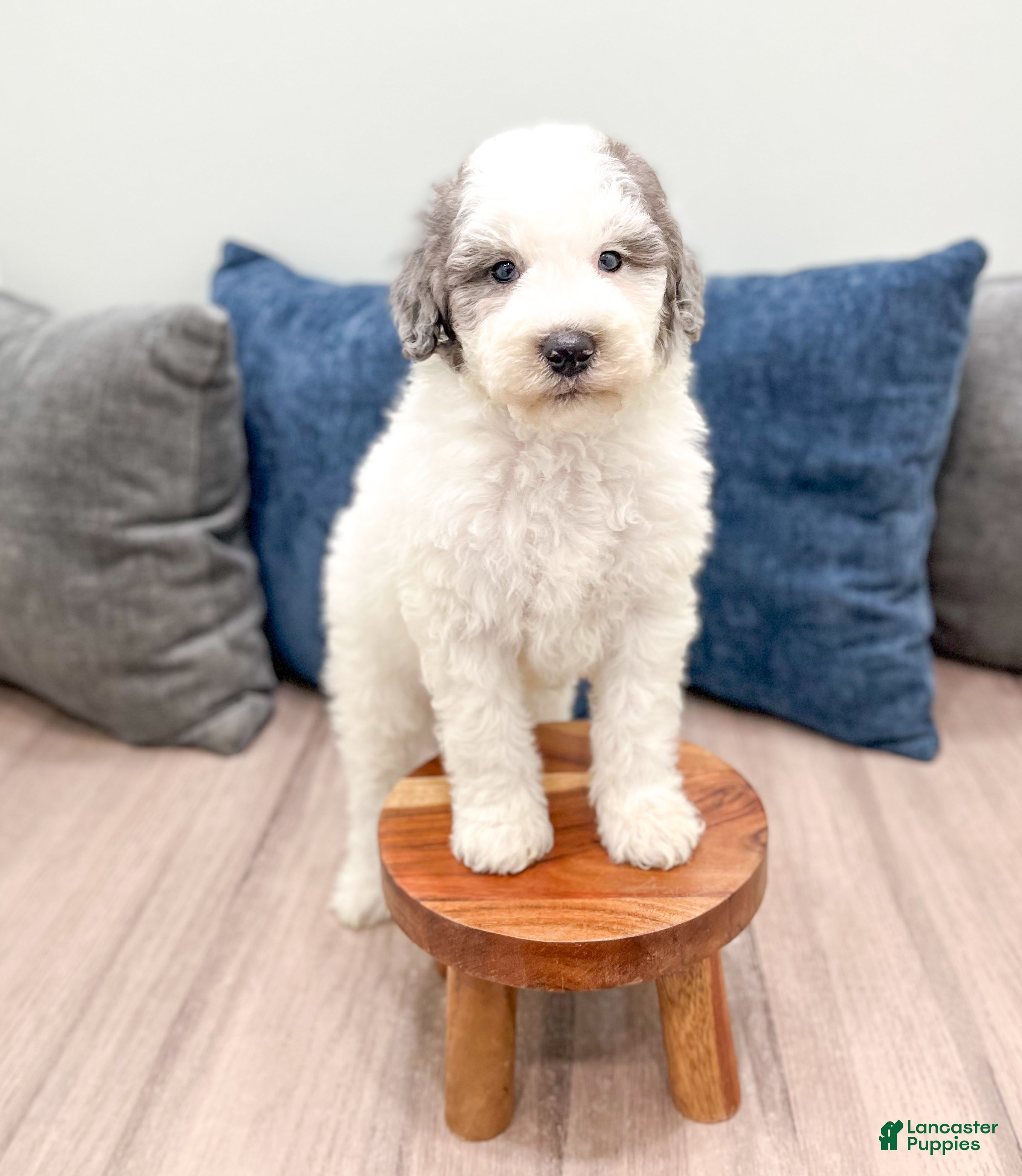 Mini Sheepadoodle dogs Wesley - Ad 2