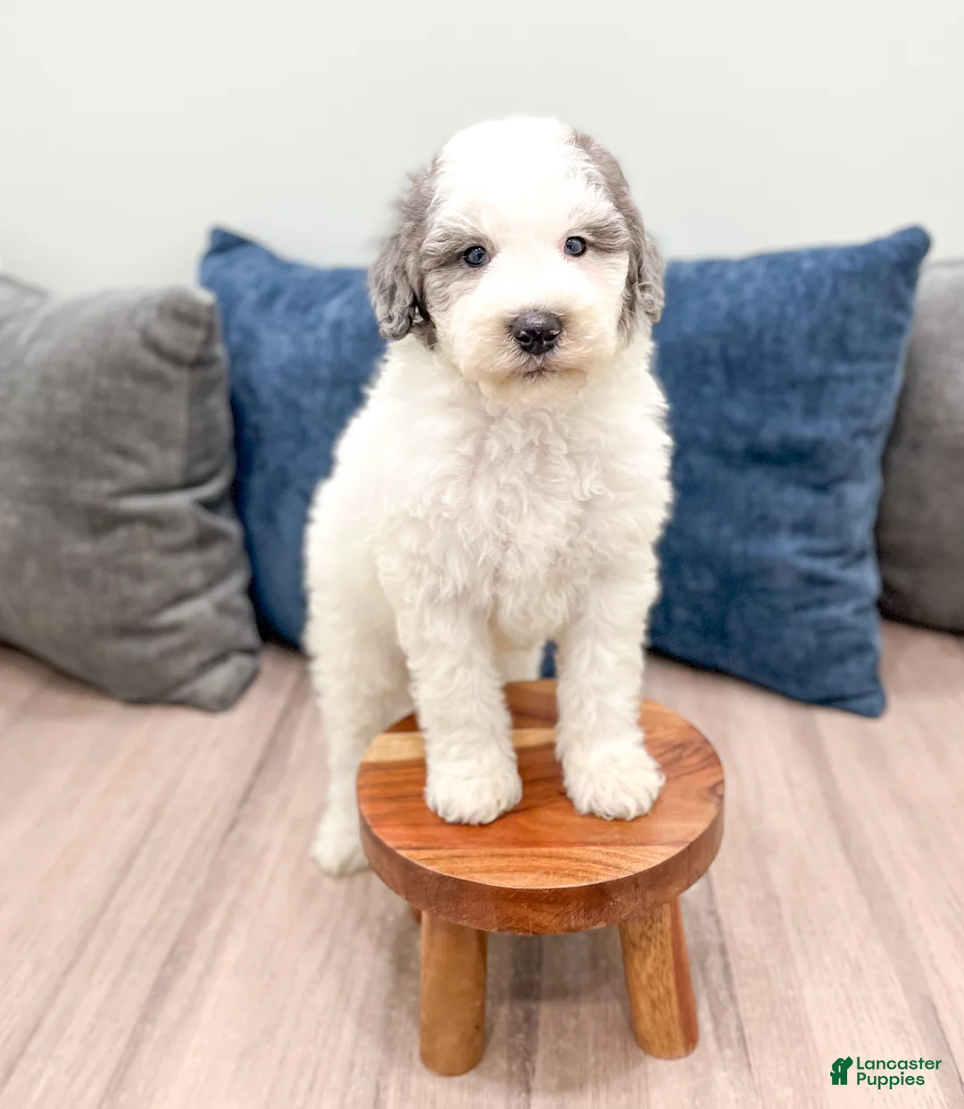 Mini Sheepadoodle dogs for sale: Wesley - Ad 2