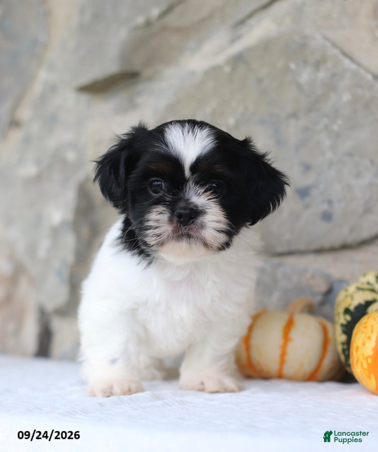 Shih Tzu dogs Paxton - Ad 1