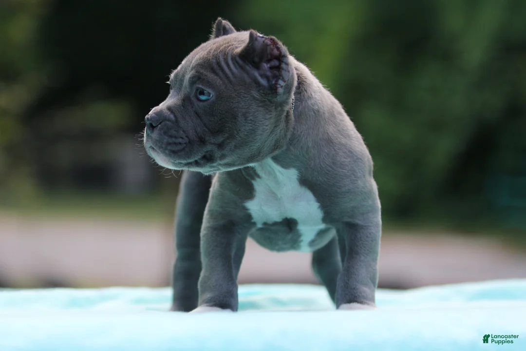 American Bully dogs for sale: Blue Male - Ad 2