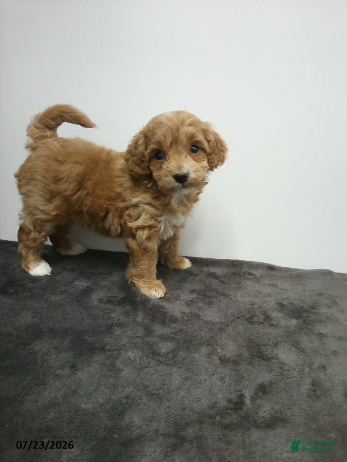 Cavapoo dogs Dalio - Ad 2