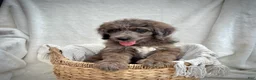 Bernedoodle dogs for sale: Scout - Ad 4