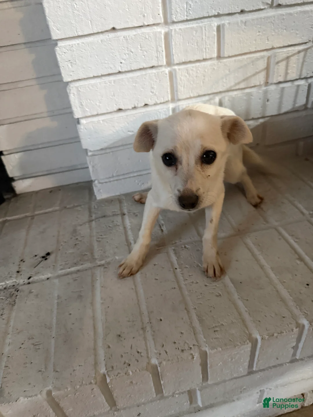 Chihuahua dogs for sale: Chihuahua Puppy 1 - Ad 2