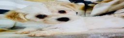 Yochon dogs for sale: Minnie - Ad 7