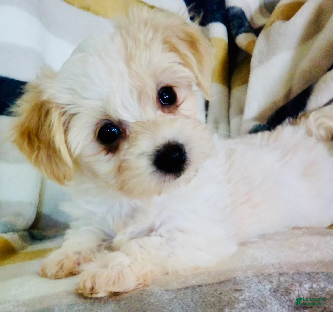 Yochon dogs for sale: Minnie - Ad 7